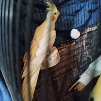 عروس هلندی  و برزیلی|پرنده|ری, سیزده آبان|دیوار