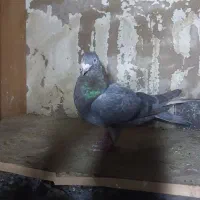 کبوتر نر پرشی