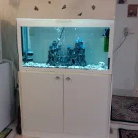 آکواریوم|ماهی|زنجان, |دیوار