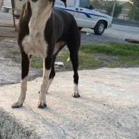 واگذاری توله شکاری پوینتر|سگ|محمودآباد, |دیوار