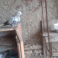 کبوتر|پرنده|سیمین شهر, |دیوار