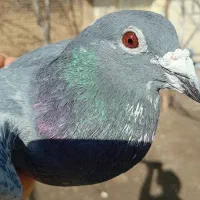 خواهان پرنده وحشی