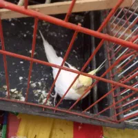 جفت پرنده عروس درخمام