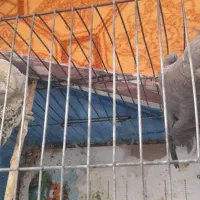 عروس هلندی جفت خوش رنگ|پرنده|الوند, |دیوار