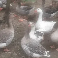 غاز
