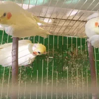 فروش یا معاوضه عروس هلندی ماده|پرنده|مشهد, وکیل‌آباد|دیوار