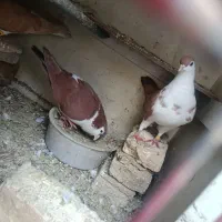 ساده سرخ و افغانی