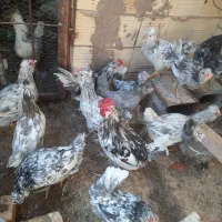 مرغ گلین طوسی اصل اصل|حیوانات مزرعه|رفسنجان, |دیوار