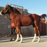 اسب کورسی ارام