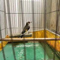 سهره کرمونی طبق عکسا|پرنده|کرمان, |دیوار