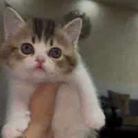 واگذاری گربه های اسکاتیش و بریتیش