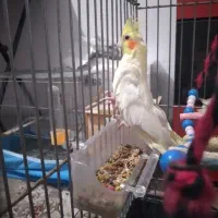 عروس هلندی زیبا و سالم