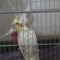جفت عروس هلندی مولد