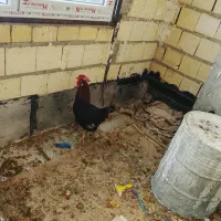 خروس محلی درشت