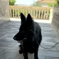 سگ ماده ژرمن بلک شولاین