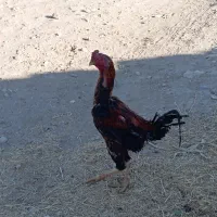 خروس لاری12ماهه بدونه مریضی|حیوانات مزرعه|تکاب, |دیوار