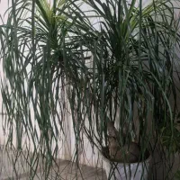 گل مطب رستوران دفاتر ادارات|گل و گیاه طبیعی|مینودشت, |دیوار