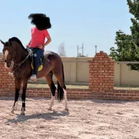 اسب ترکمن|اسب و تجهیزات اسب‌سواری|کرمانشاه, |دیوار