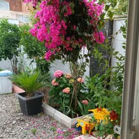 کرایه سوییت ۵۰ متری|اجارهٔ کوتاه‌مدت آپارتمان و سوئیت|چاف و چمخاله, |دیوار