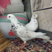 کبوتر کله دم|پرنده|خان ببین, |دیوار