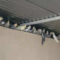 عروس هلندی|پرنده|لار, |دیوار