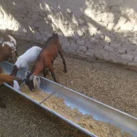 بز مری جوان با نر بوده|حیوانات مزرعه|ایرانشهر, |دیوار