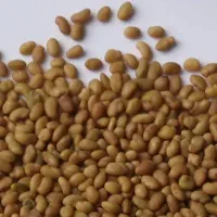 بذر یونجه|خدمات باغبانی و درختکاری|شیراز, رکن‌آباد|دیوار