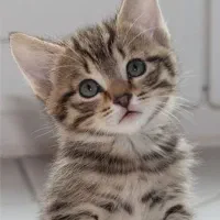 بچه گربه واکسن خورده