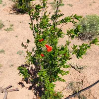 باغچه انار ۴۰۰ متری معاوضه باماشین و موتور سنگین|فروش زمین و ملک کلنگی|صفادشت, |دیوار