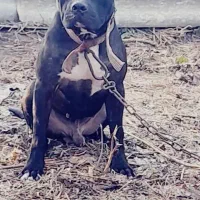 سگ ژرمن شولاین هاسکی مالاموت پیت بول|سگ|رشت, گلسار|دیوار