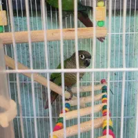 جفت گیرینچیک مولد