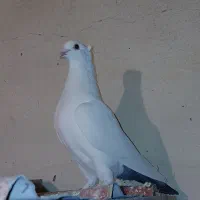 ۴عدد ماده دم سیاه|پرنده|کرمان, |دیوار