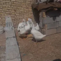 فروش غاز قو ومحلی|حیوانات مزرعه|بستان آباد, |دیوار