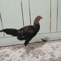 نیمچه خروس لاری و محلی ریشی|حیوانات مزرعه|مرودشت, فیروزی|دیوار