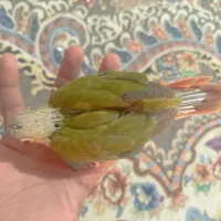 جوجه گرینچیک شاه تخم  اناناسی دستی  سرلاکی