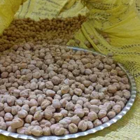 نخود با کیفیت
