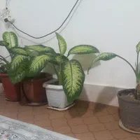 گل های دیفن باخیا