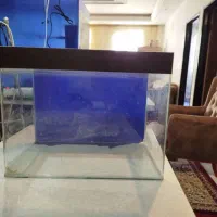 آکواریوم شرکتی ۵۰۰