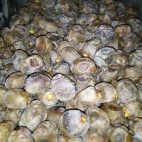خرما و رطب برحی