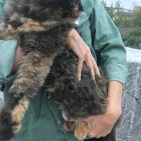 گربه بیریتیش ماده|گربه|ارطه, |دیوار