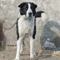 سگ قدرجونی اصیل نگهبان