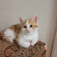 واگذاری گربه