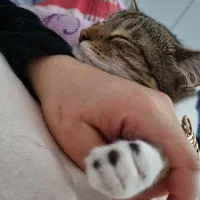 واگذاری گربه رایگان