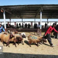 واگذاری پیش فروش غرفه های میدان دام سبک سنگین