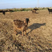 نر بزغاله فروشی|حیوانات مزرعه|فاضل آباد, |دیوار