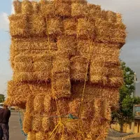 پرس وشالی|لوازم جانبی حیوانات|فیروزه, |دیوار