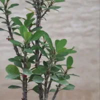 گل مرجان