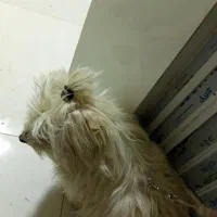 سگ شتیزو تریر