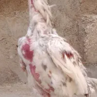خروس لاری اصیل دانگ بالا