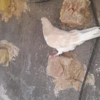 ساده|پرنده|نیشابور, مازول|دیوار